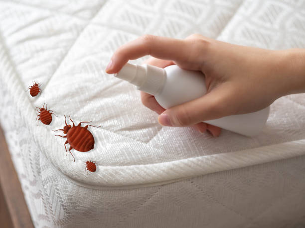 Best Pest Inspection Near Me  in Nedrow, NY